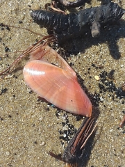 Moerella pulchella