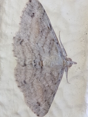 Scioglyptis lithenopa