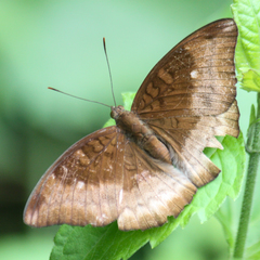 Euthalia monina kesava