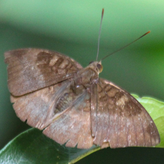 Euthalia monina kesava