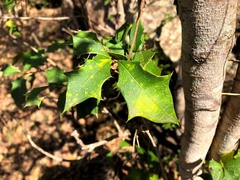 Alchornea ilicifolia