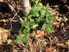 Alchornea ilicifolia