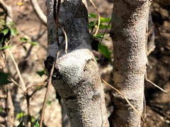 Alchornea ilicifolia