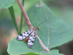 Panorpa meridionalis