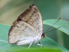 Euthalia monina kesava