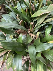 Aspidistra elatior