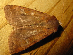 Diarsia canescens