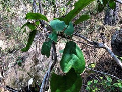 Mallotus claoxyloides