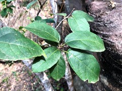Mallotus claoxyloides