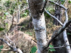 Mallotus claoxyloides
