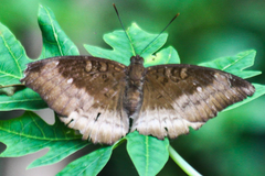 Euthalia monina kesava