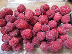 Maclura tricuspidata