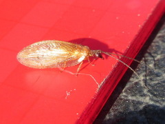 Hemerobius harmandinus