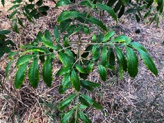 Flindersia xanthoxyla