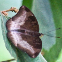 Euthalia monina kesava