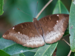 Euthalia monina kesava