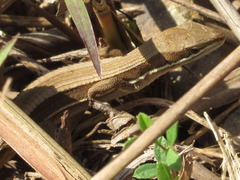 Takydromus wolteri