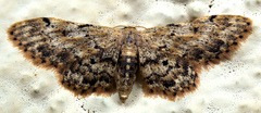 Idaea fumilinea