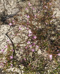 Boronia filifolia