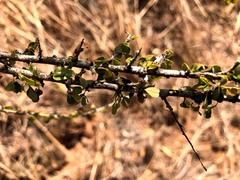 Phyllanthus microcladus