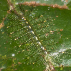 Euthalia monina kesava