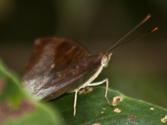 Euthalia monina kesava