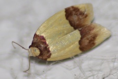 Heterallactis euchrysa