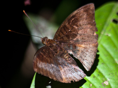 Euthalia monina kesava