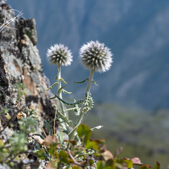 Echinops humilis