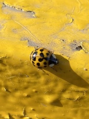 Harmonia axyridis