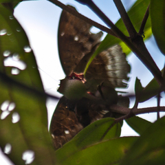 Euthalia monina kesava