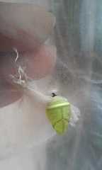 Consul fabius cecrops