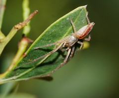 Cheiracanthium gracile