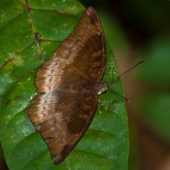 Euthalia monina kesava