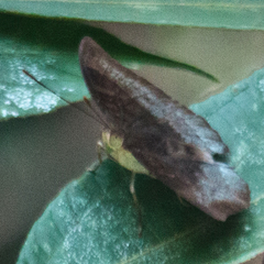 Euthalia monina kesava