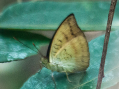 Euthalia monina kesava