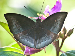 Euthalia monina kesava