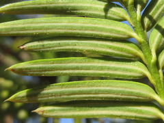 Torreya nucifera
