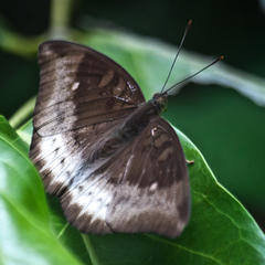 Euthalia monina kesava