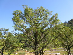 Torreya nucifera
