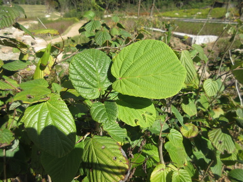 Corylopsis gotoana iNat (3)