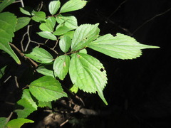 Celtis biondii