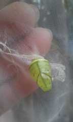 Consul fabius cecrops