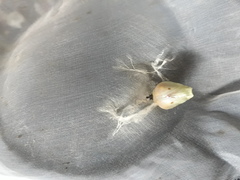 Consul fabius cecrops