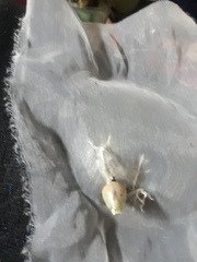 Consul fabius cecrops