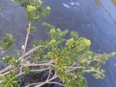 Podocarpus lawrencei