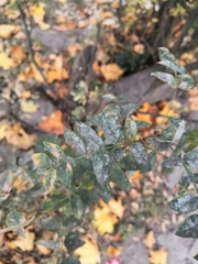 Erysiphe palczewskii
