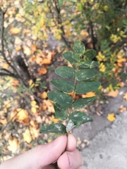 Erysiphe palczewskii
