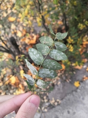 Erysiphe palczewskii