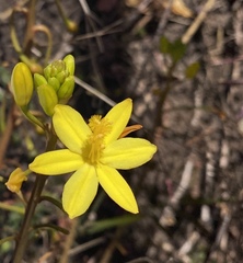 Bulbine vagans
